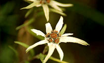 Edelweiss Flower - Bhutan