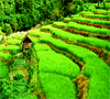 Bhutan Grassland