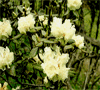 Bhutan Flora