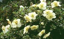 Rhododendron Flower - Bhutan