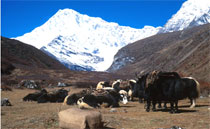 Bhutan Tours